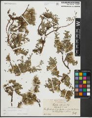 Foto von Salix serpyllifolia Scop.